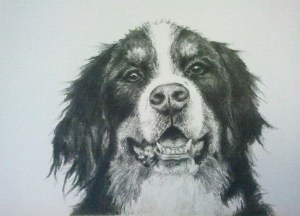 Lilly Alison Blackwell pet portrait artist graphite pencil
