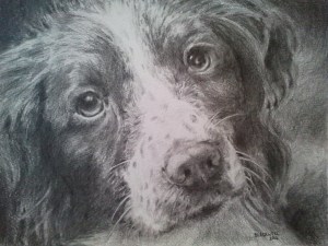 Bronte Alison Blackwell Pet portrait artist graphite pencil illustration