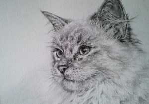 Tomsk Alison Blackwell Pet Portrait Artist Graphite Pencil